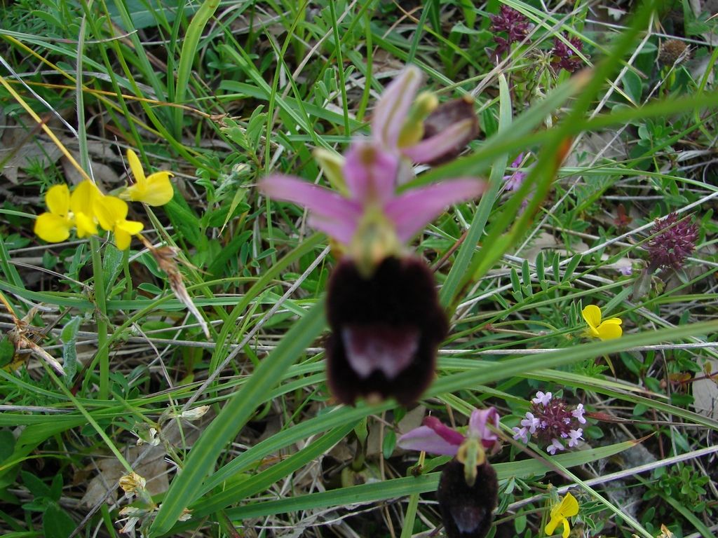 Orchidee appennino parmense